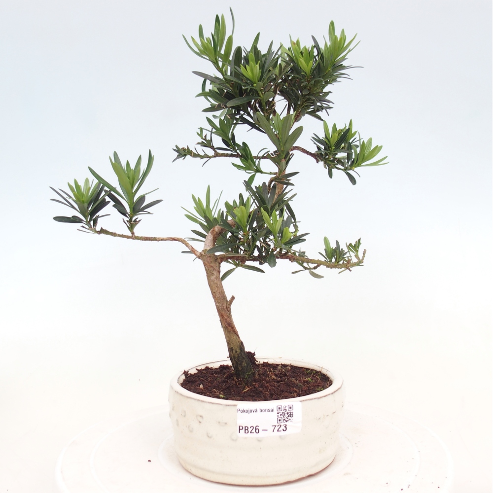 Camera bonsai - Podocarpus - Tasso delle pietre