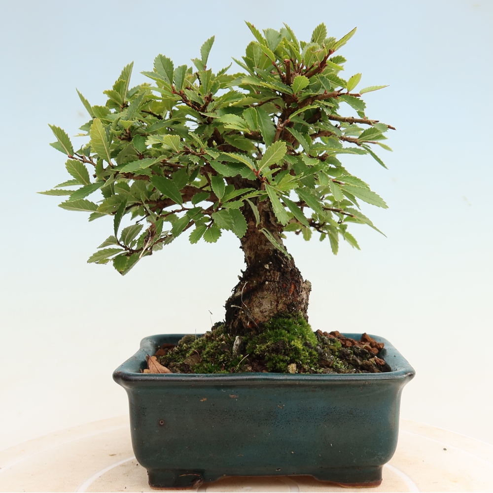 Bonsai da esterno - Zelkova - Zelkova NIRE