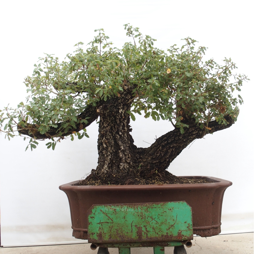 Yamadori - Quercus Ilex - Agrifoglio di quercia