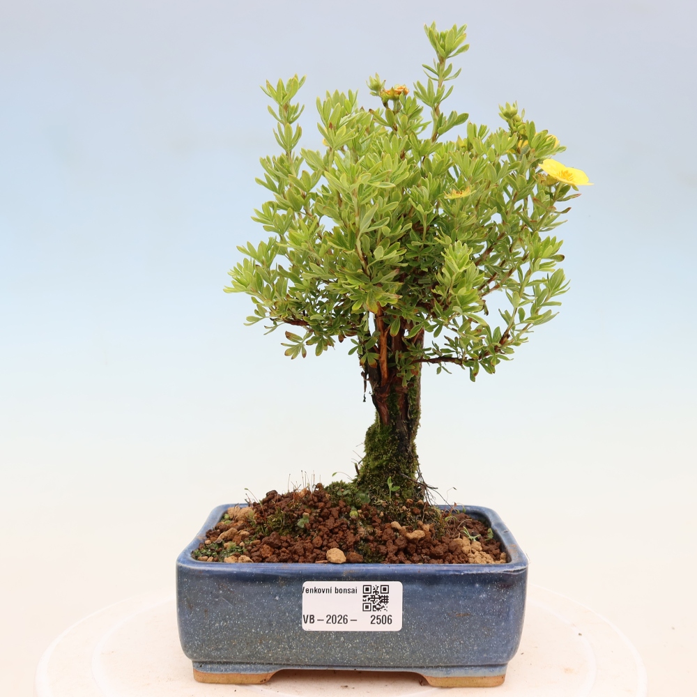 Bonsai da esterno - Potentila fruticosa