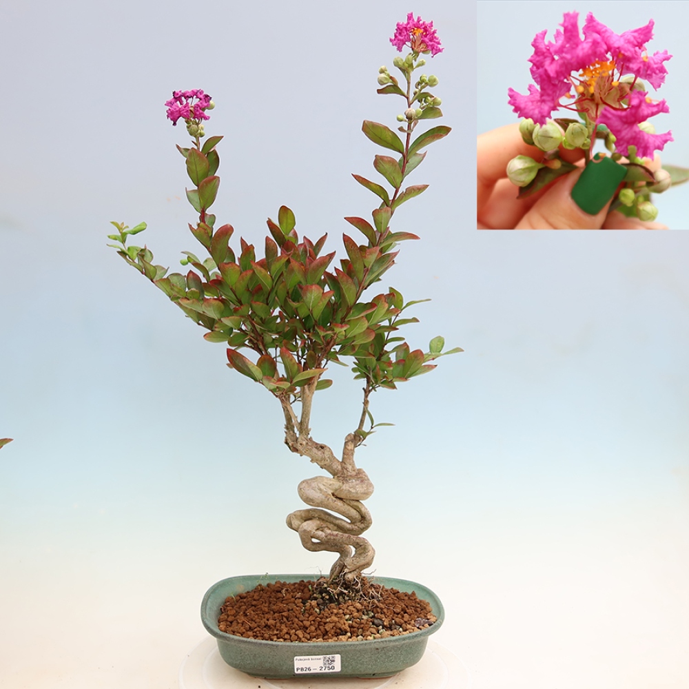 Bonsai da interno - Lagerstroemia indica - lillà indiano