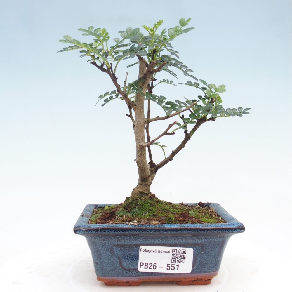 Camera bonsai - Zantoxylum piperitum - albero del pepe