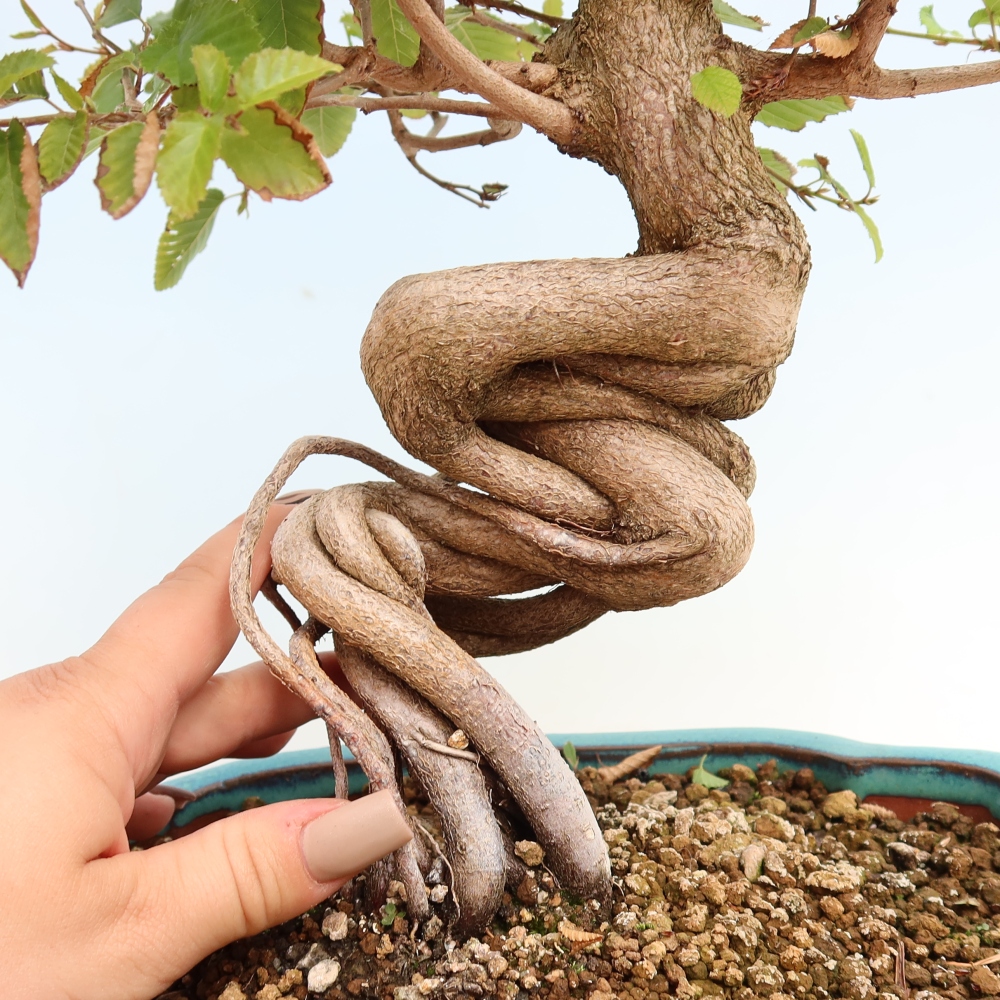 Bonsai da esterno -Carpinus CARPINOIDES - Carpino coreano