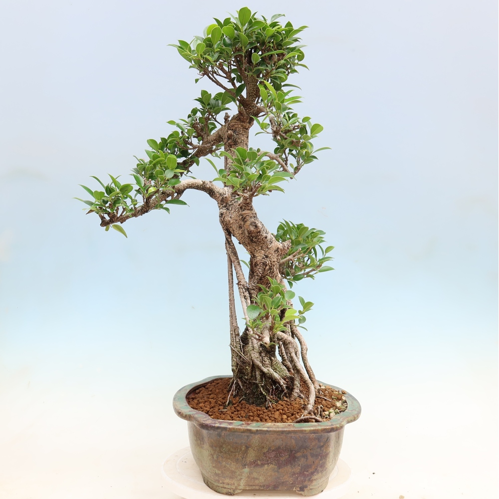 Camera bonsai - Ficus kimmen - ficus a foglie piccole