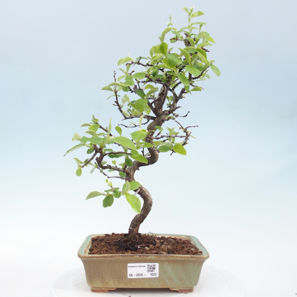Bonsai da esterno - Chaneomeles chinensis