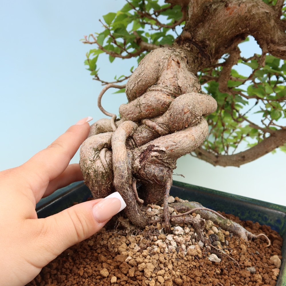 Bonsai da esterno -Carpinus Coreana - Carpino coreano