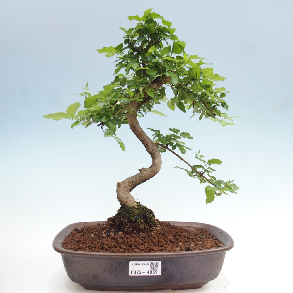 Camera bonsai -Ligustrum chinensis - Becco d'uccello