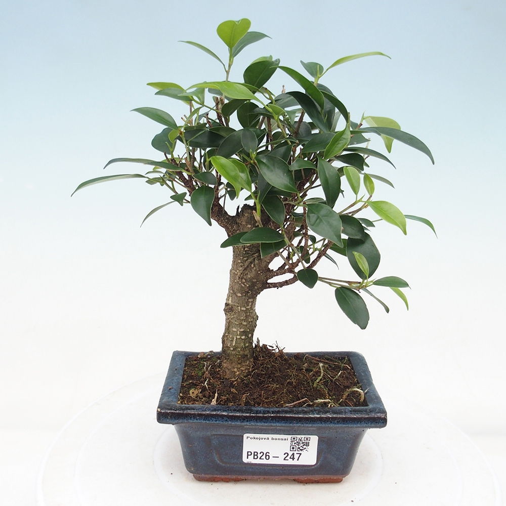 Camera bonsai Ficus retusa kimmen