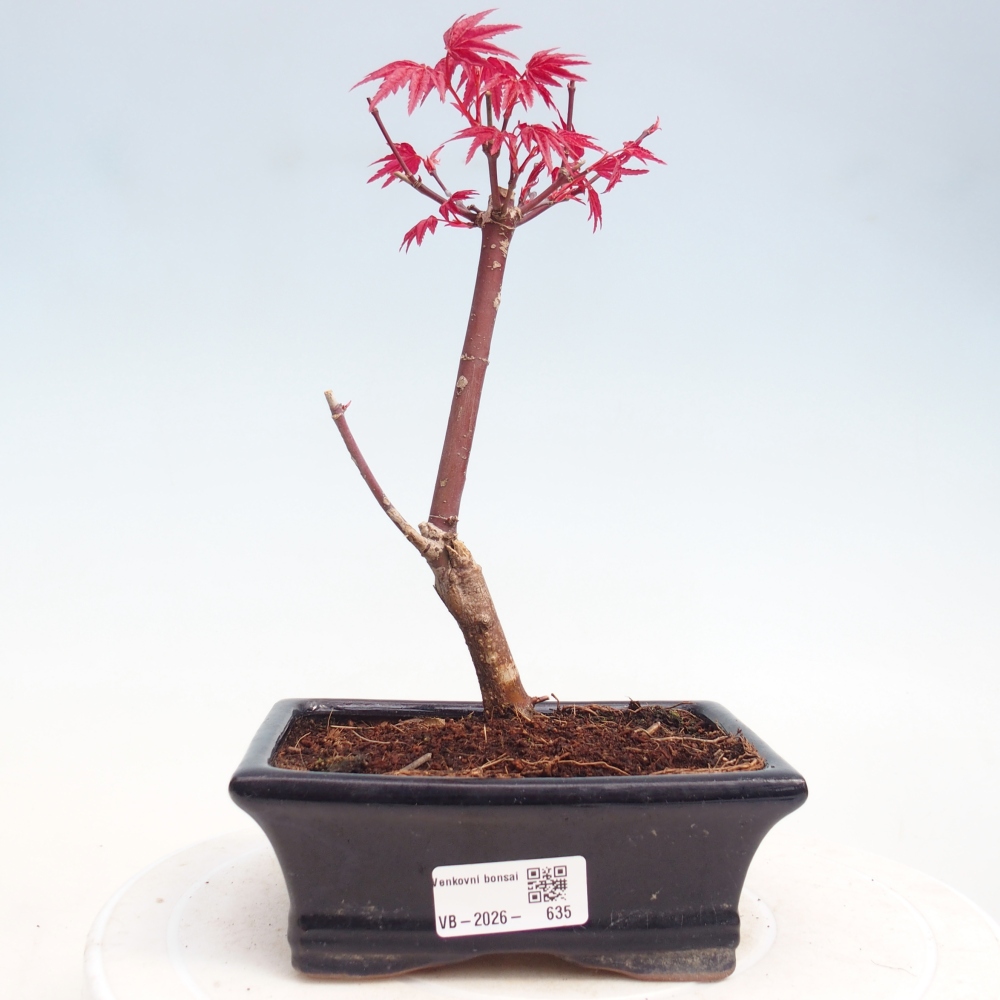 Bonsai da esterno - Acer palmatum DESHOJO