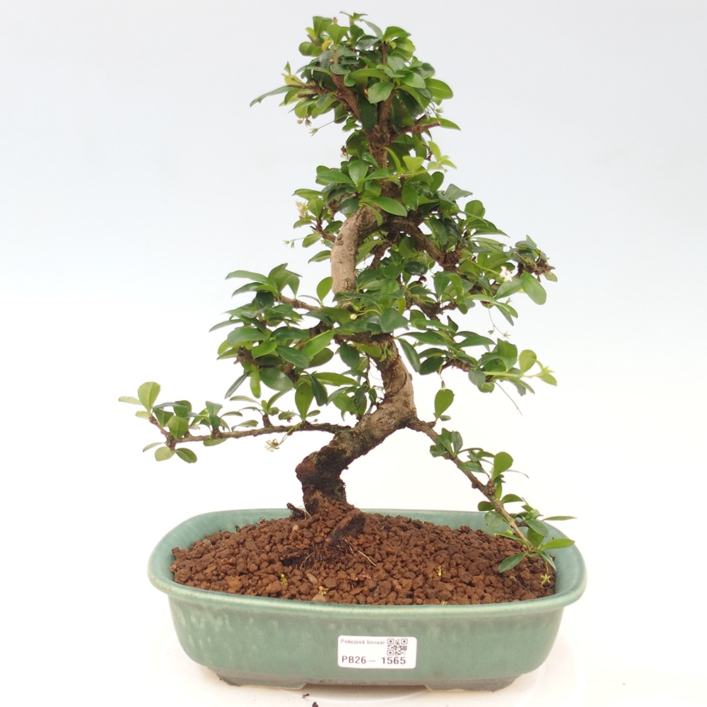 Camera bonsai - Carmona macrophylla - Tea fuki