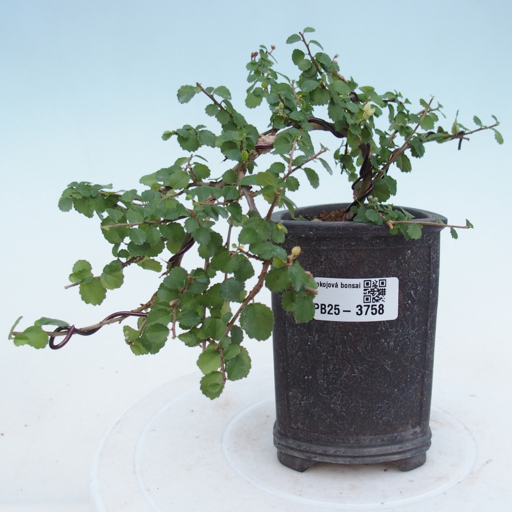 Camera bonsai - Grewia sp. - Grewia malafolia