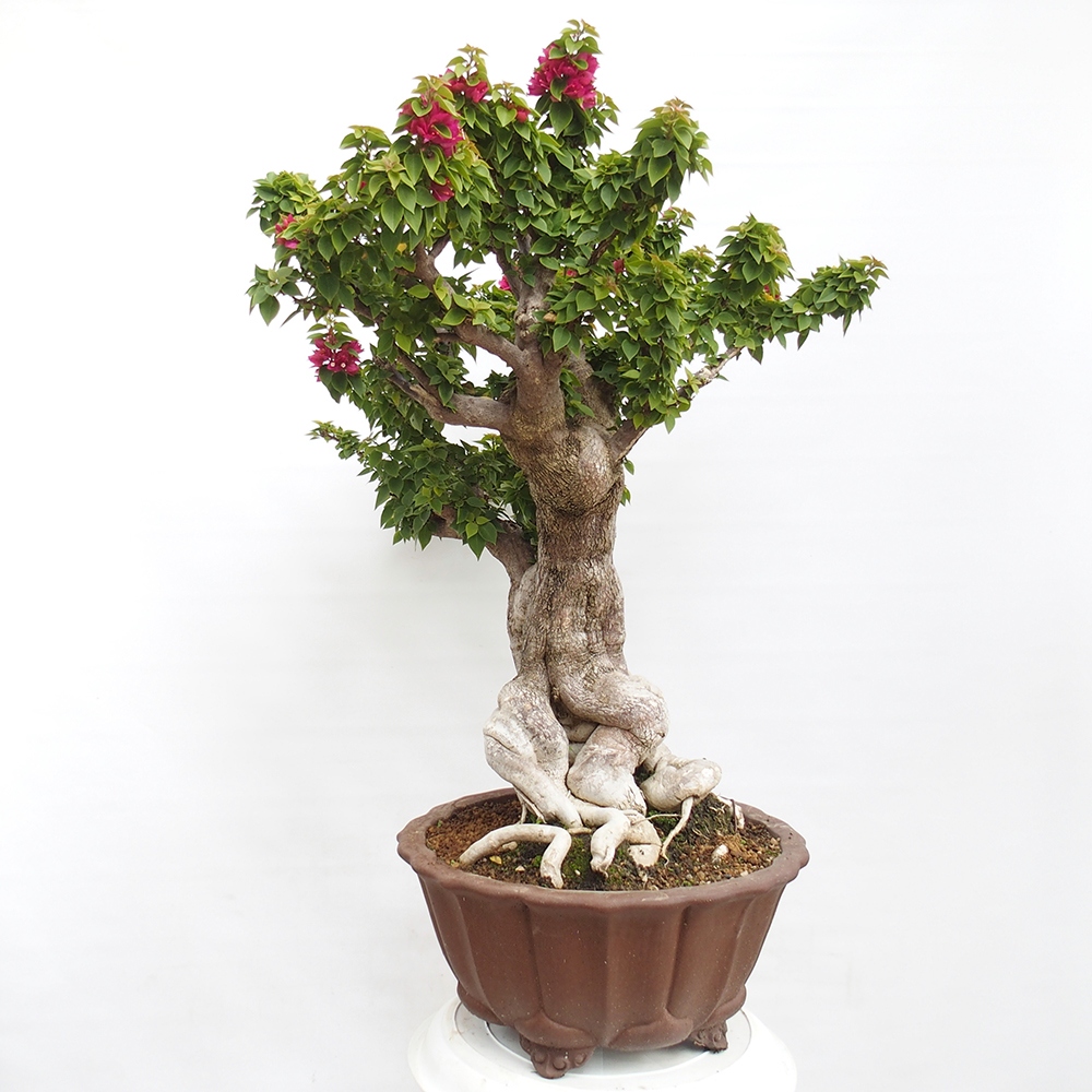 Camera bonsai - Bouganwilea