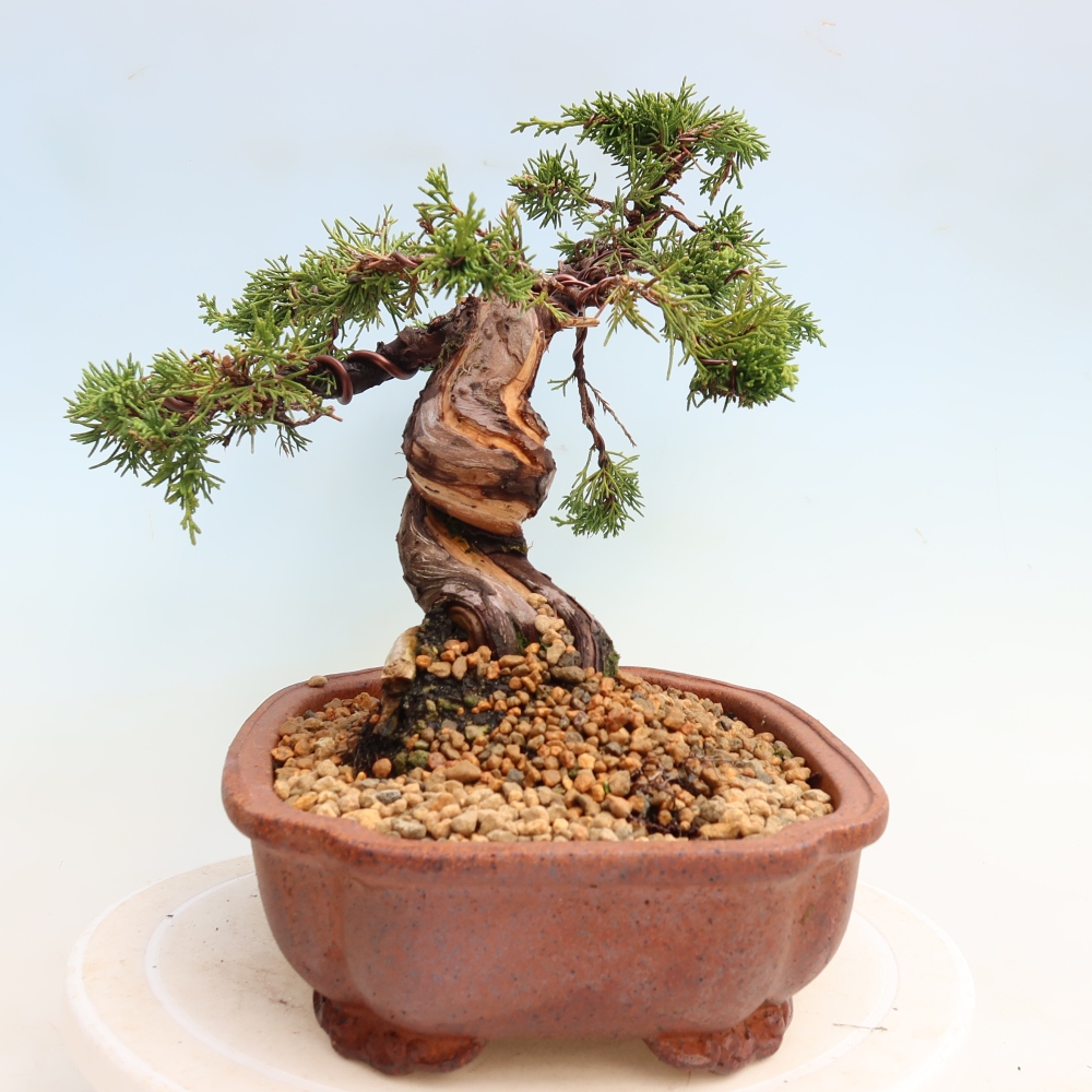 Bonsai da esterno - Juniperus chinensis Itoigawa-Juniperus chinensis