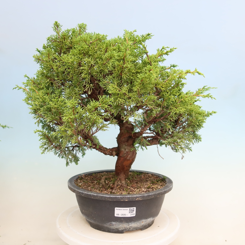 Bonsai da esterno - Juniperus chinensis Itoigawa-Juniperus chinensis