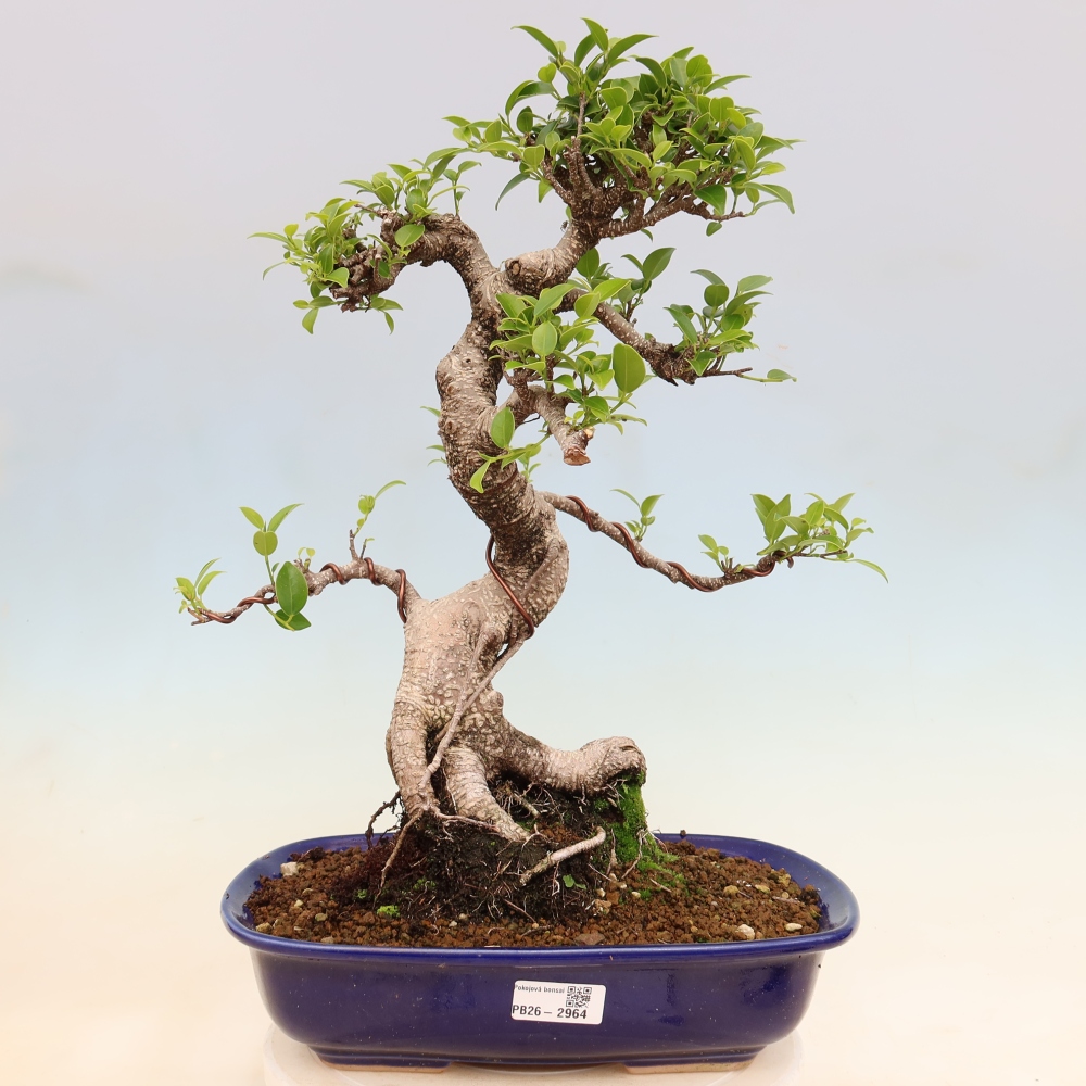 Camera bonsai - Ficus kimmen - ficus a foglie piccole