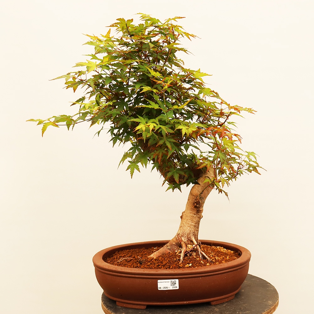 Bonsai da esterno - Acero palmatum - Palme