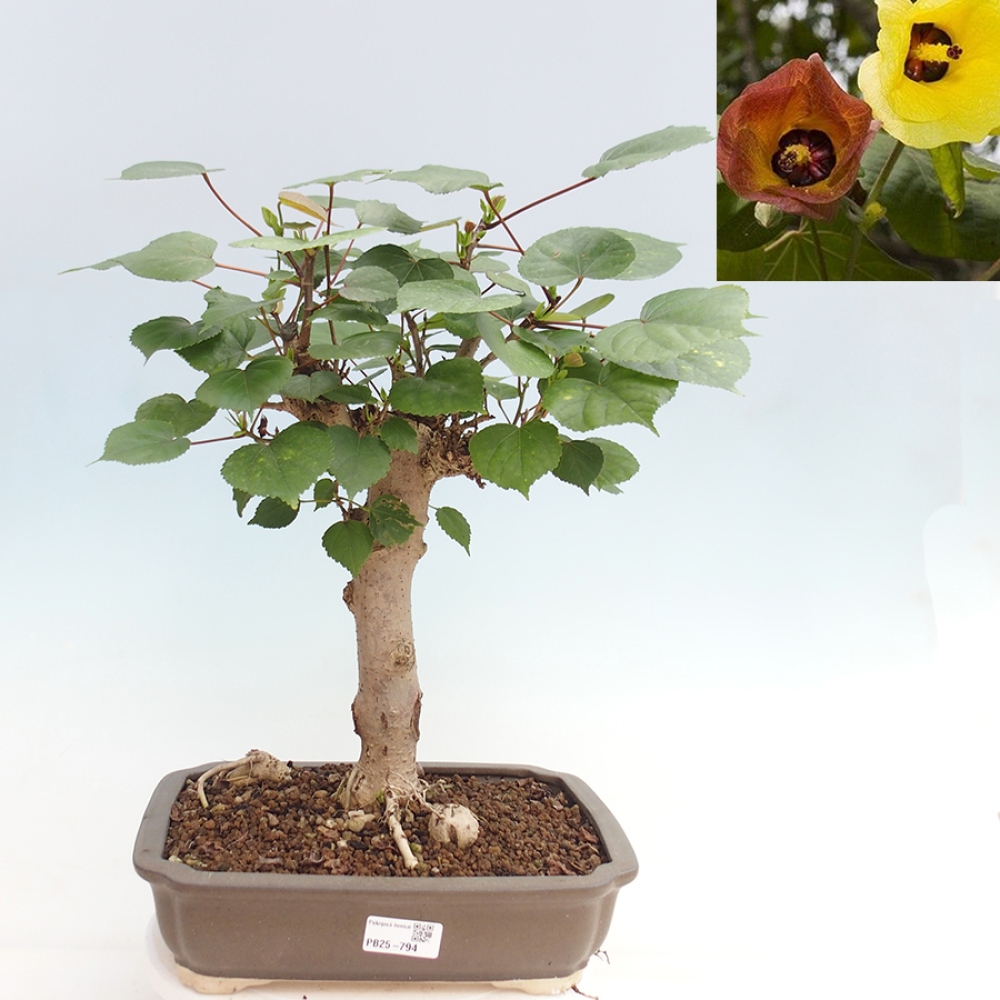 Bonsai da interno - Hibiscus tiliaceus - Ibisco marino