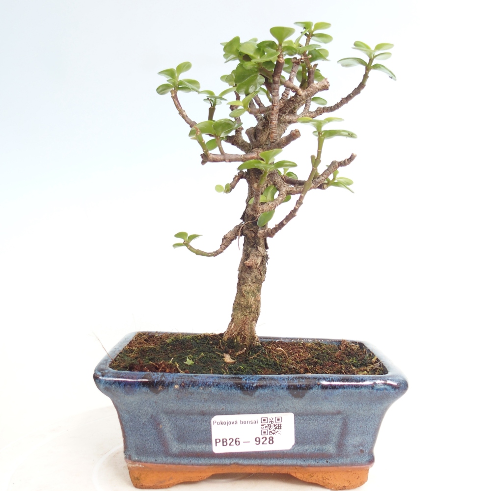 Camera bonsai - Portulakaria Afra - Tlustice
