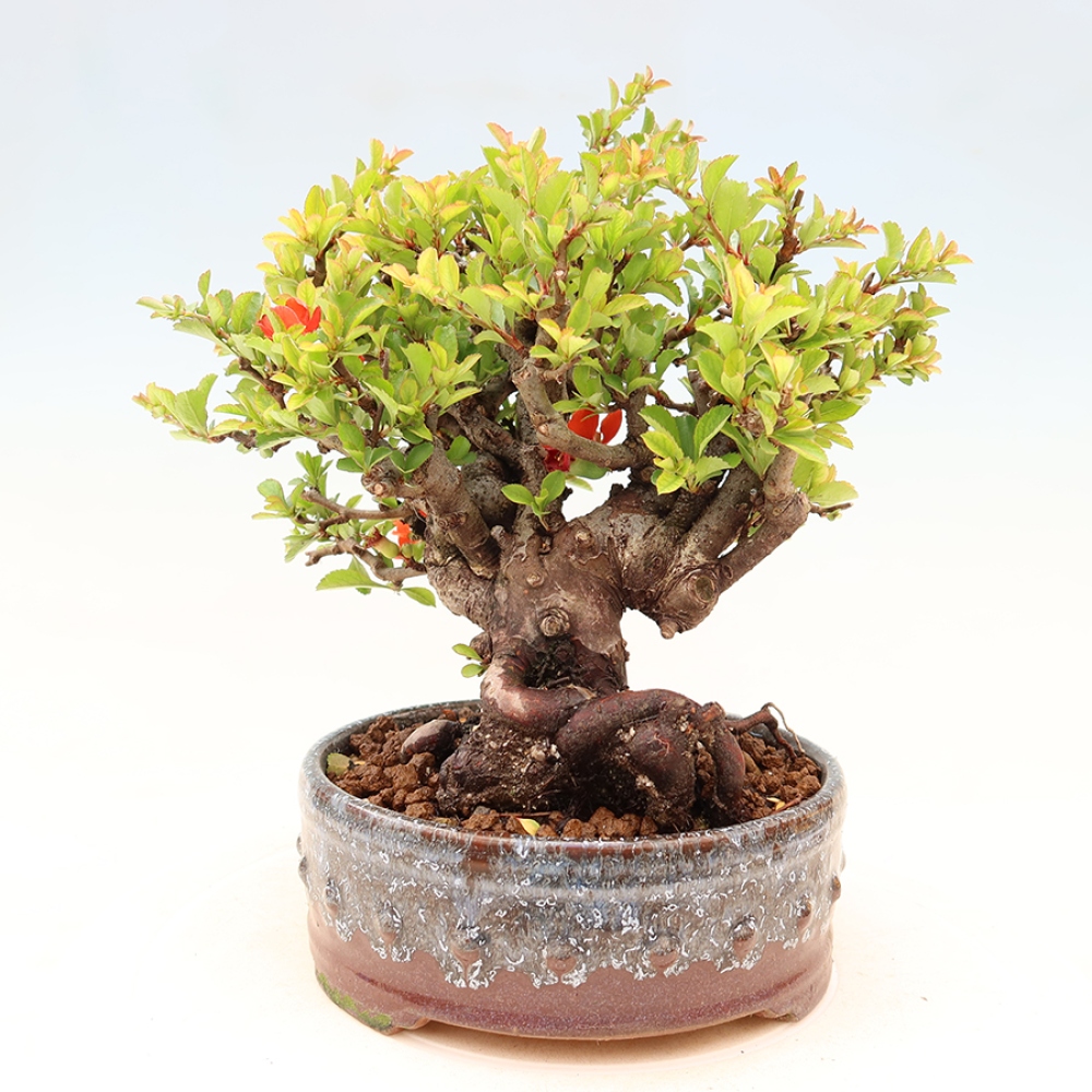 Bonsai da esterno - Chaneomeles speciosa Chojubai