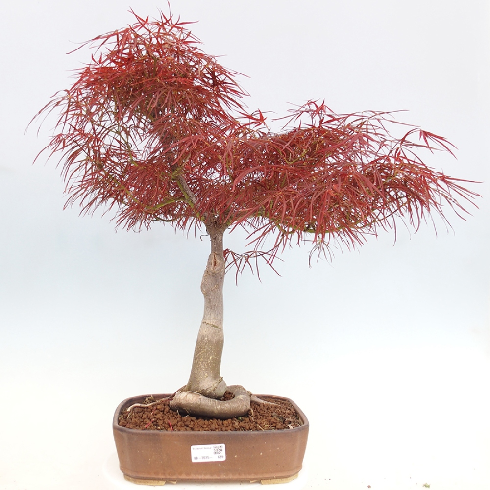 Bonsai da esterno - Acer palmatum RED PYGMY