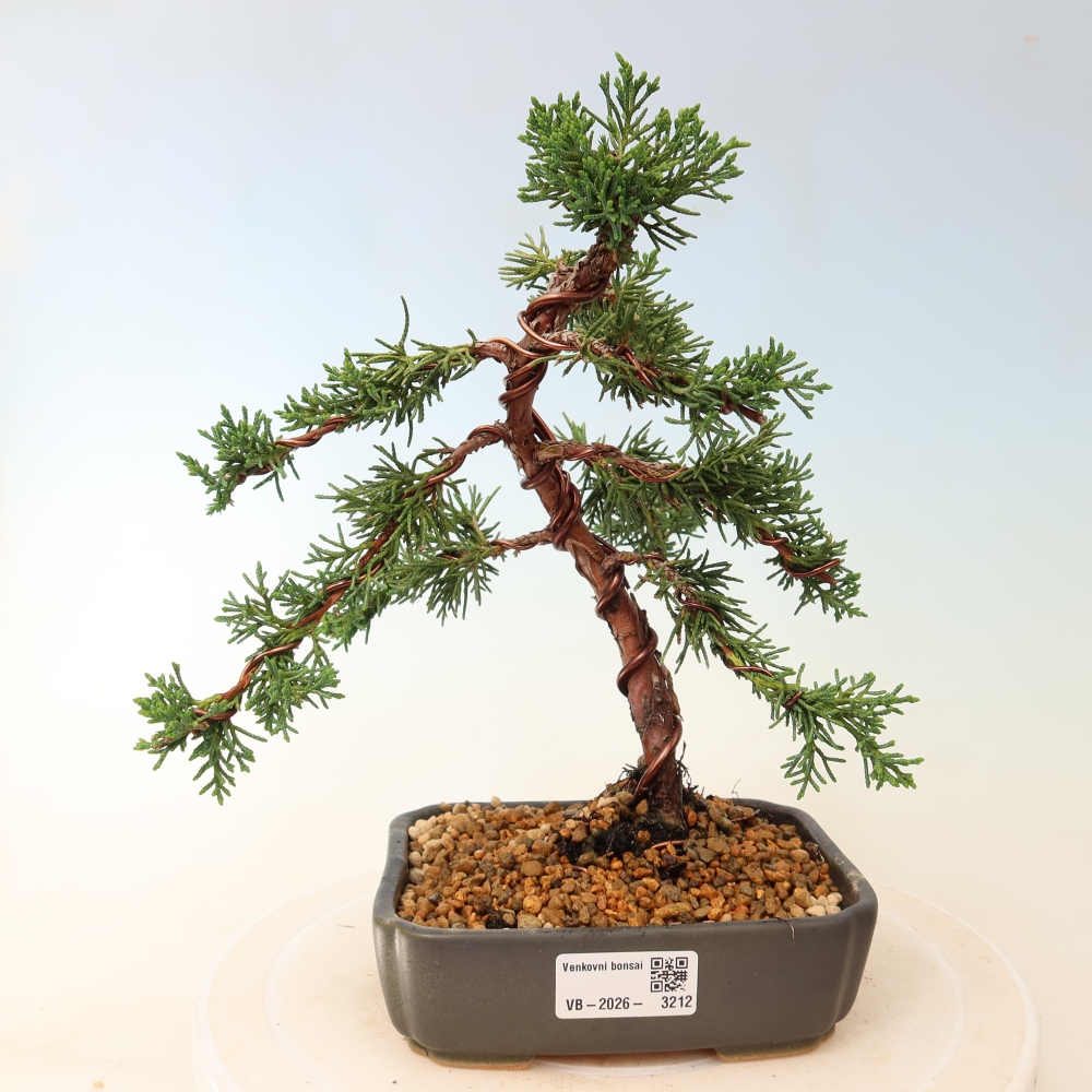 Bonsai da esterno - Juniperus chinensis Kishu
