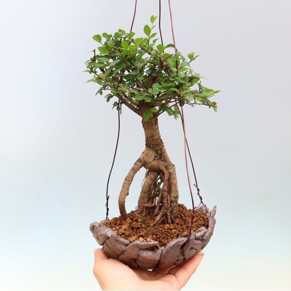 Kokedama in ceramica -Ulmus parvifolia- olmo a foglie piccole