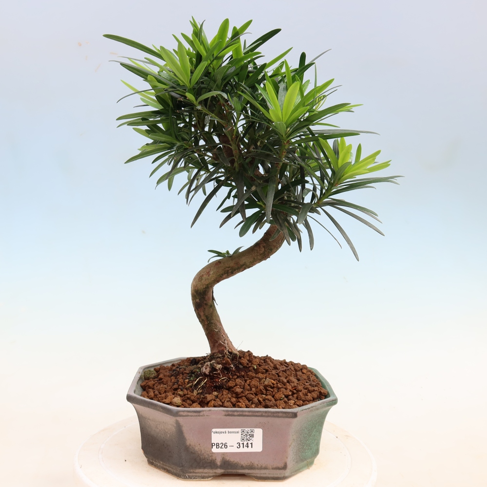 Camera bonsai - Podocarpus - Tasso delle pietre