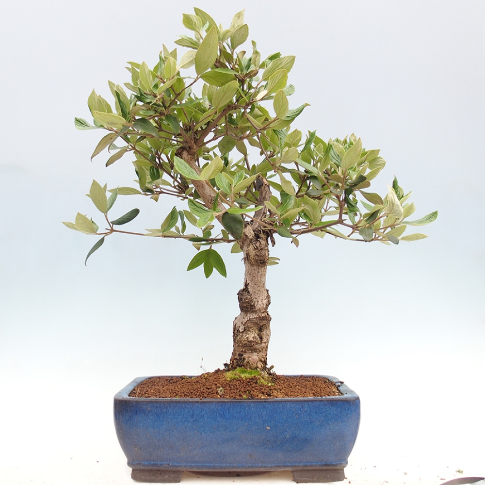 Bonsai da esterno - Kalina Bodnanská - Viburum carlesii hemsi