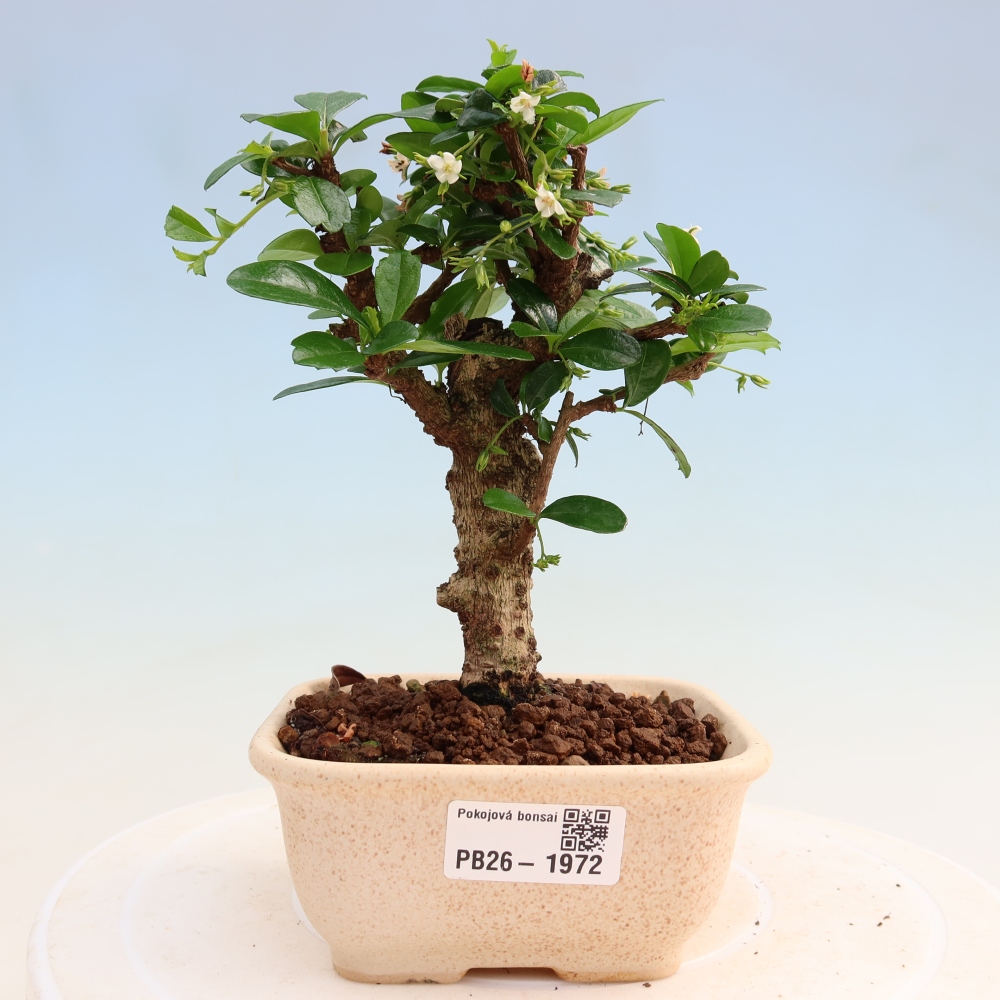 Camera bonsai - Carmona macrophylla - Tea fuki