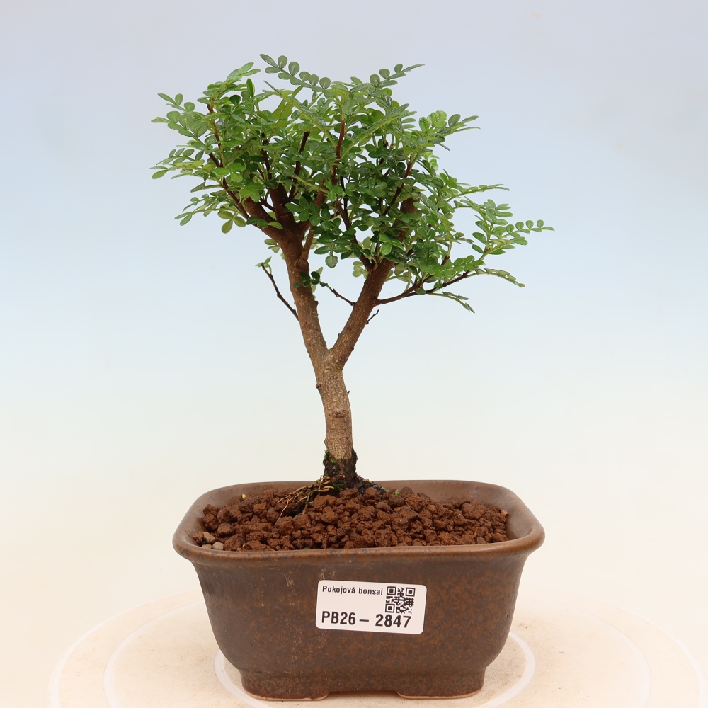 Camera bonsai - Zantoxylum piperitum - albero del pepe