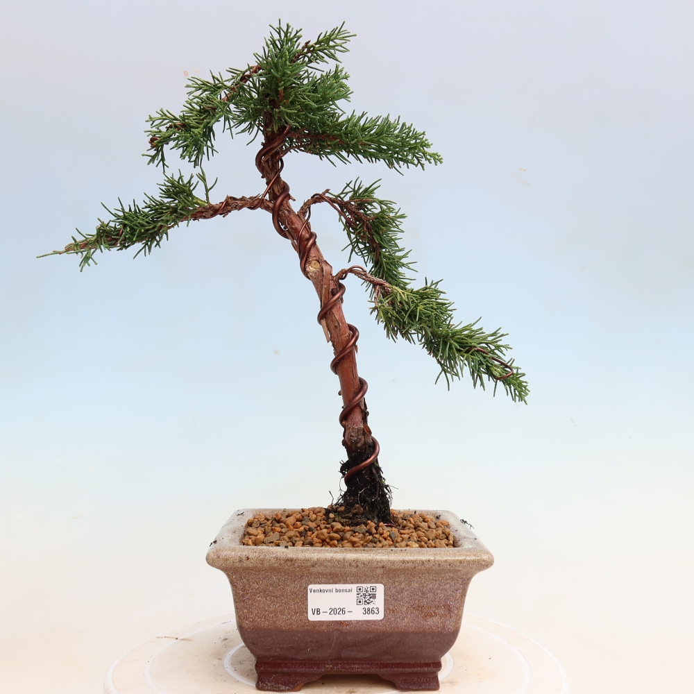Bonsai da esterno - Juniperus chinensis Kishu