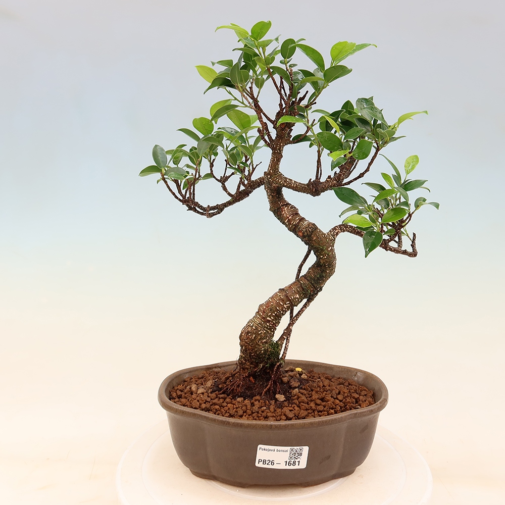 Camera bonsai - Ficus retusa - ficus a foglie piccole