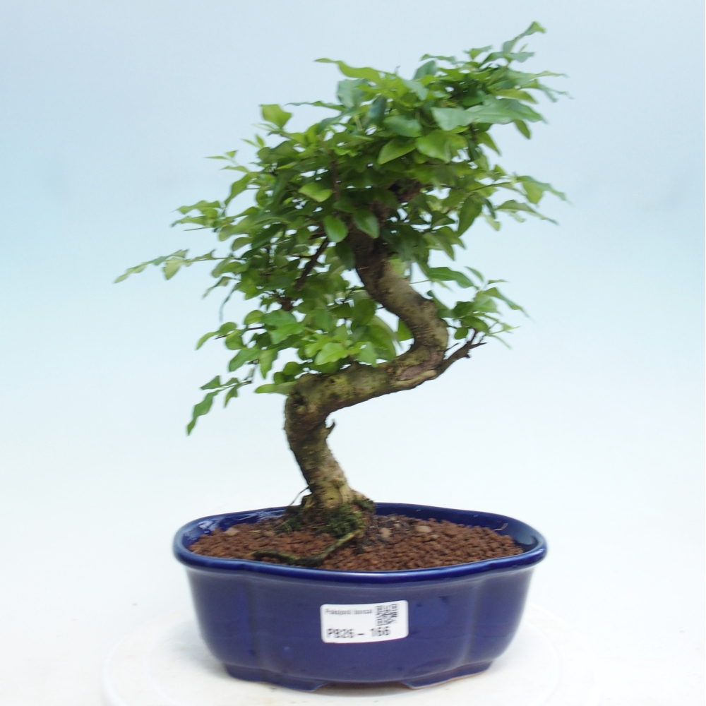 Camera bonsai -Ligustrum retusa - becco d'uccello a foglie piccole