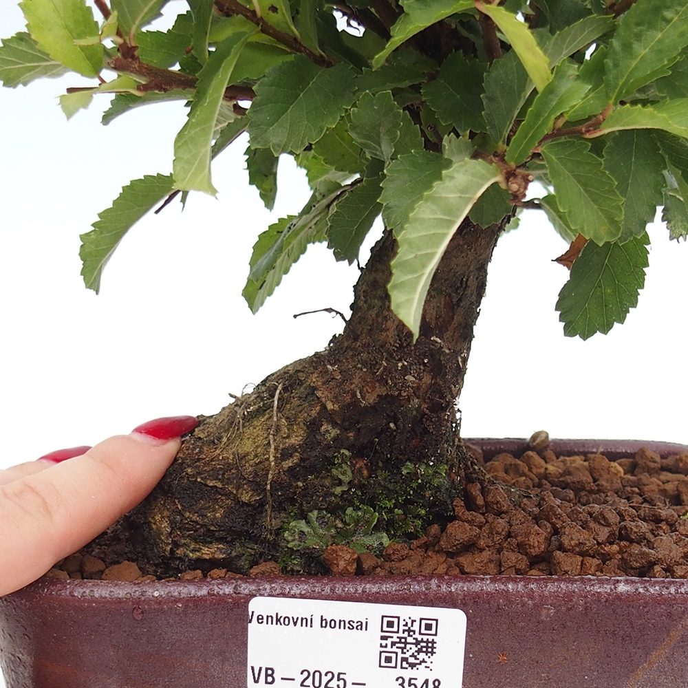Bonsai da esterno - Zelkova - Zelkova NIRE