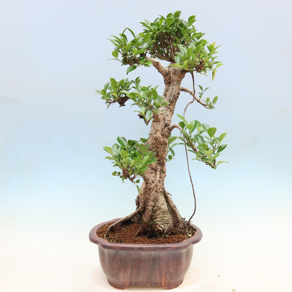 Camera bonsai - Ficus kimmen - ficus a foglie piccole