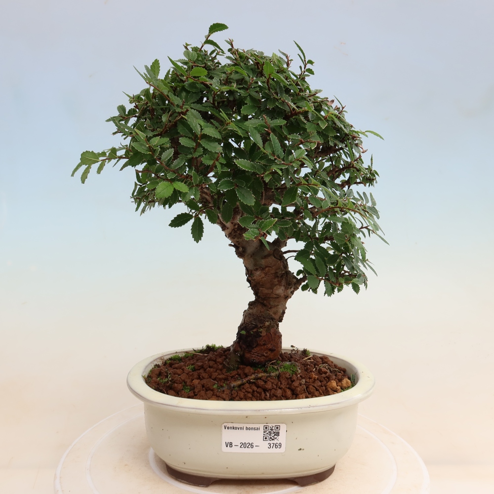 Bonsai da esterno - Zelkova - Zelkova NIRE