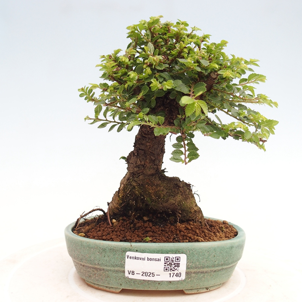 Bonsai da esterno - Ulmus parvifolia Hokkaido - Olmo cinese