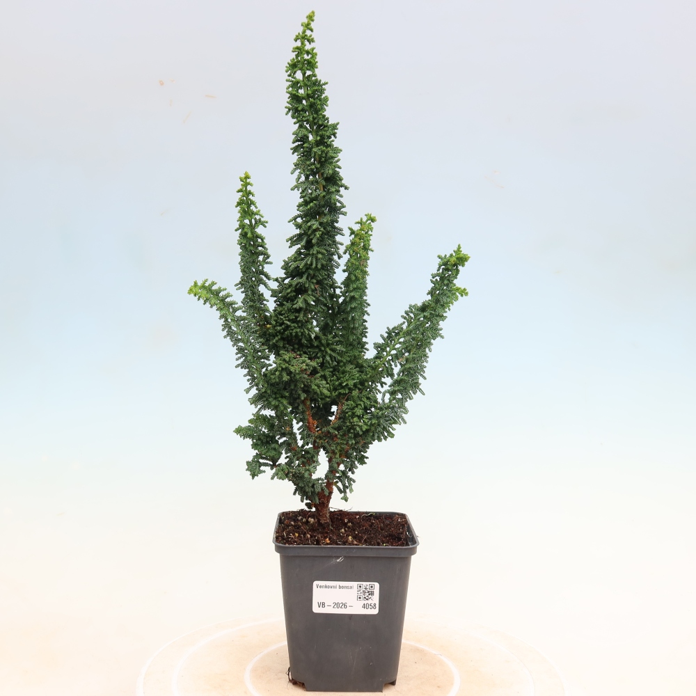 Bonsai da esterno - Cham. obtusa SEKKA HINOKI - Cipresso