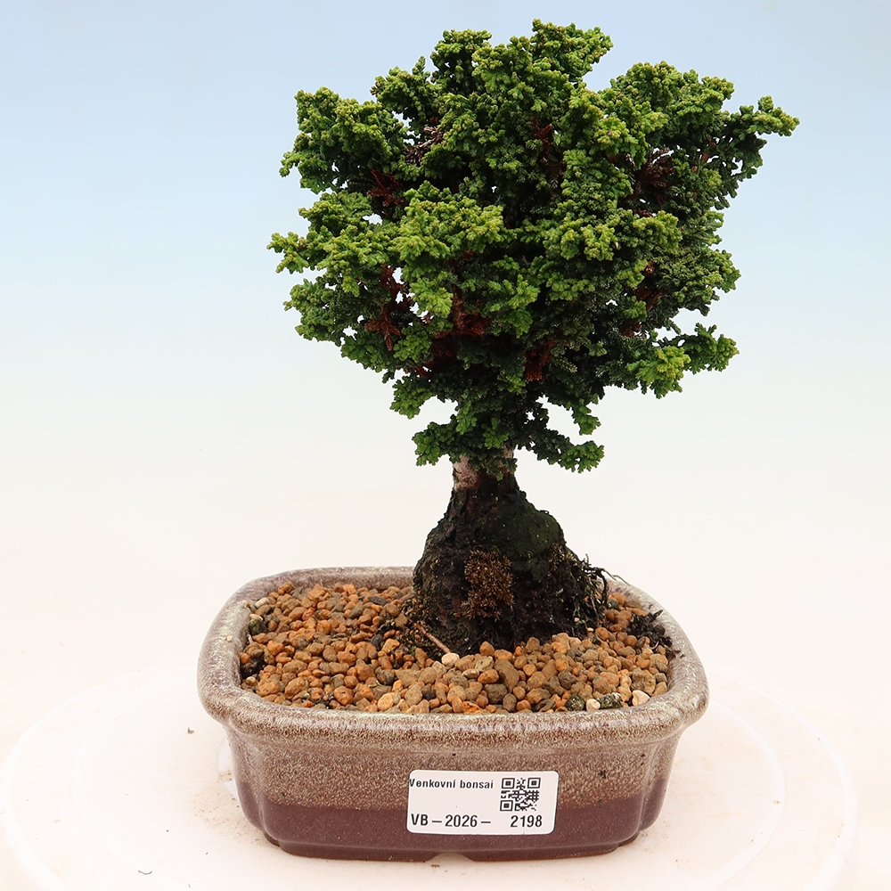Bonsai da esterno - Cham. obtusa SEKKA HINOKI - Cipresso