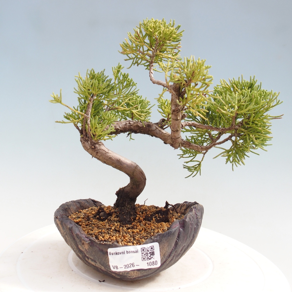 Bonsai da esterno - Juniperus chinensis Kishu