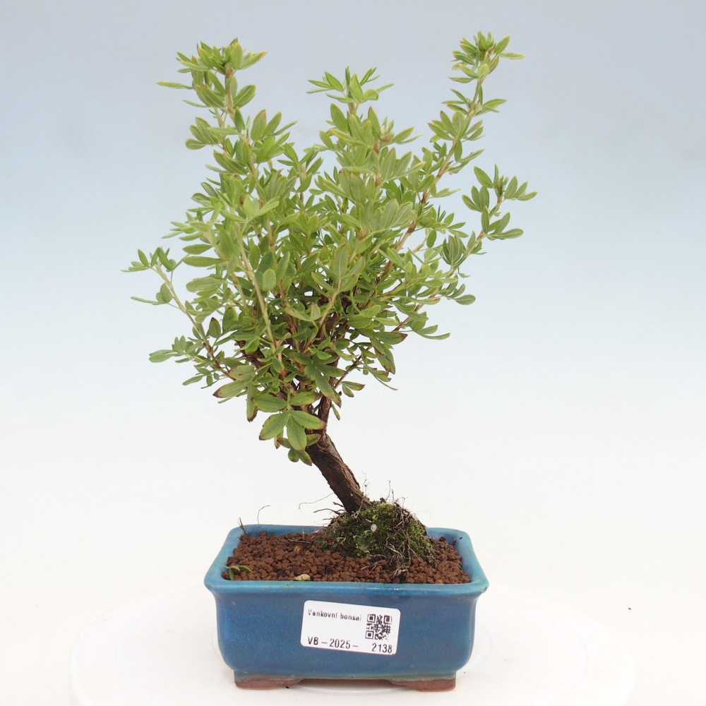 Bonsai da esterno - Potentila fruticosa yellow Bird