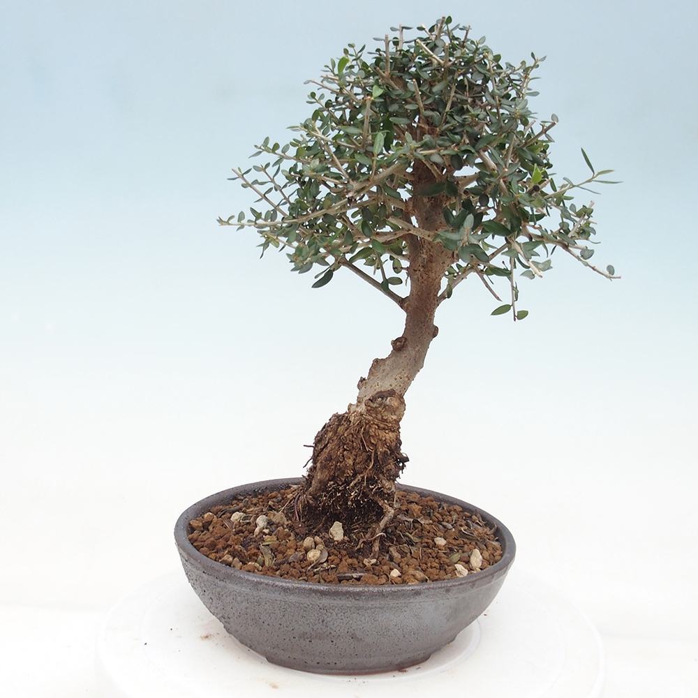 Bonsai da interno - Olea europaea sylvestris
