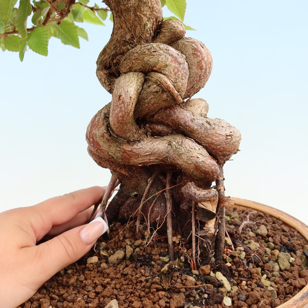 Bonsai da esterno -Carpinus Coreana - Carpino coreano