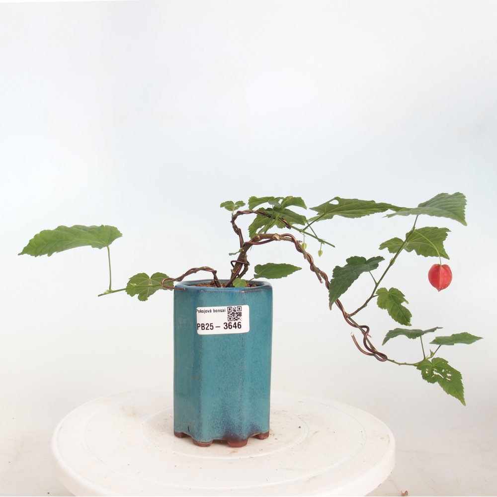 Bonsai da interno - Abutilon Big Bell - Cloudberry