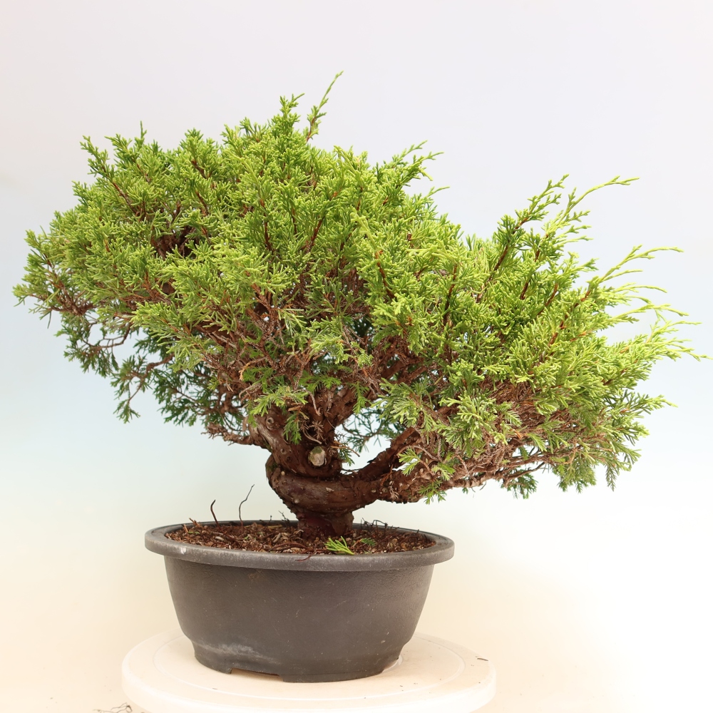 Bonsai da esterno - Juniperus chinensis Itoigawa-Juniperus chinensis