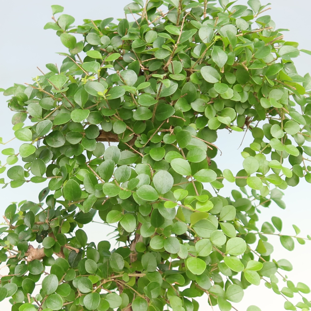Camera bonsai -Ligustrum retusa - becco d'uccello a foglie piccole