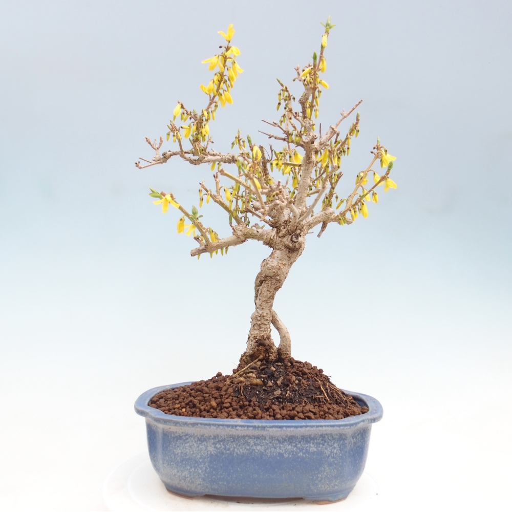 Bonsai da esterno - Zlatice - Forsythia koreana
