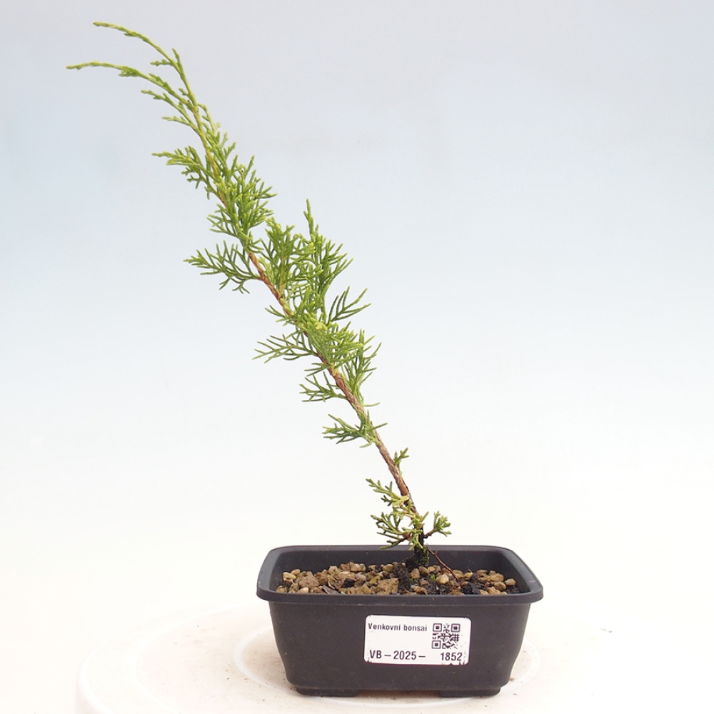 Bonsai da esterno - Juniperus chinensis Itoigawa