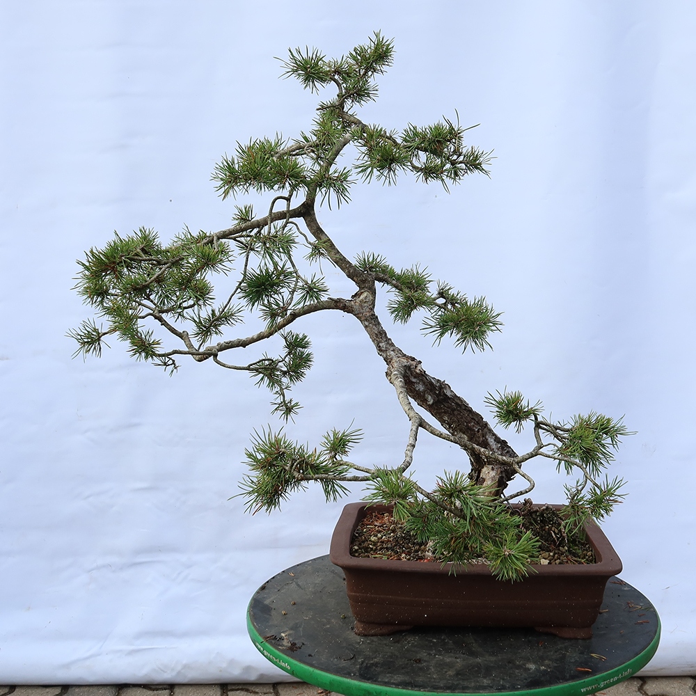 Pinus sylvestris Spagna - pino silvestre