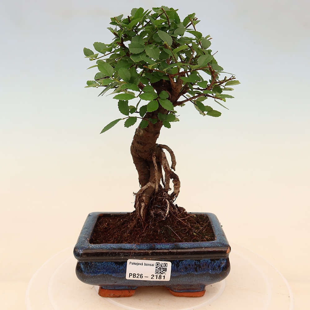 Camera bonsai - Ulmus parvifolia - Olmo a foglie piccole